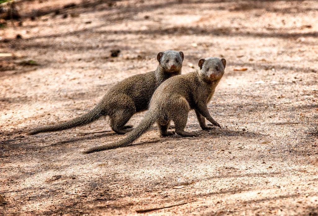 Honeyguide Tented Safari Camp - Khoka Moya Wildreservat Manyeleti Exterior foto