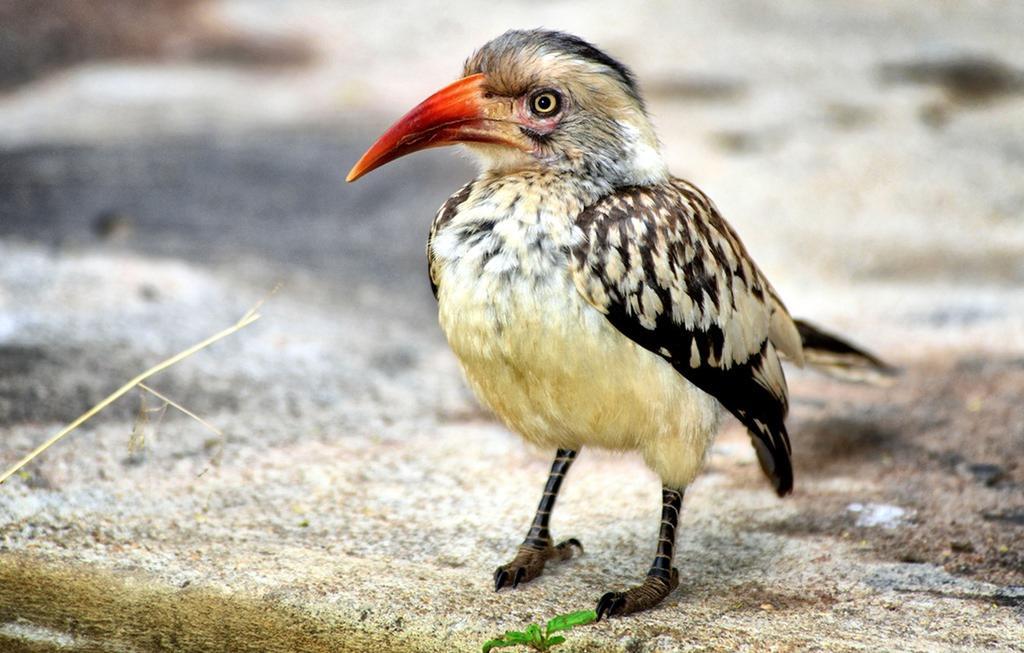 Honeyguide Tented Safari Camp - Khoka Moya Wildreservat Manyeleti Exterior foto