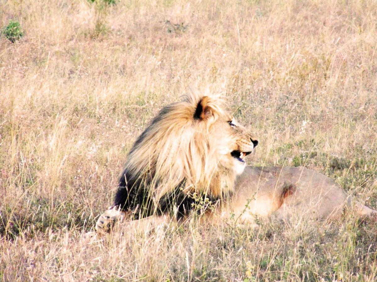 Honeyguide Tented Safari Camp - Khoka Moya Wildreservat Manyeleti Exterior foto