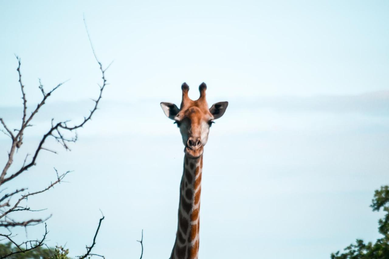 Honeyguide Tented Safari Camp - Khoka Moya Wildreservat Manyeleti Exterior foto