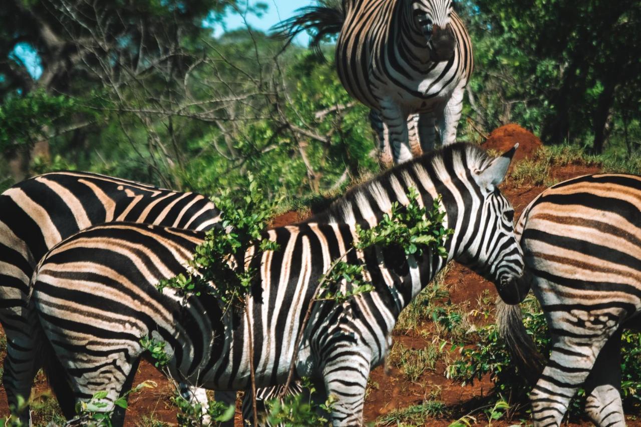 Honeyguide Tented Safari Camp - Khoka Moya Wildreservat Manyeleti Exterior foto