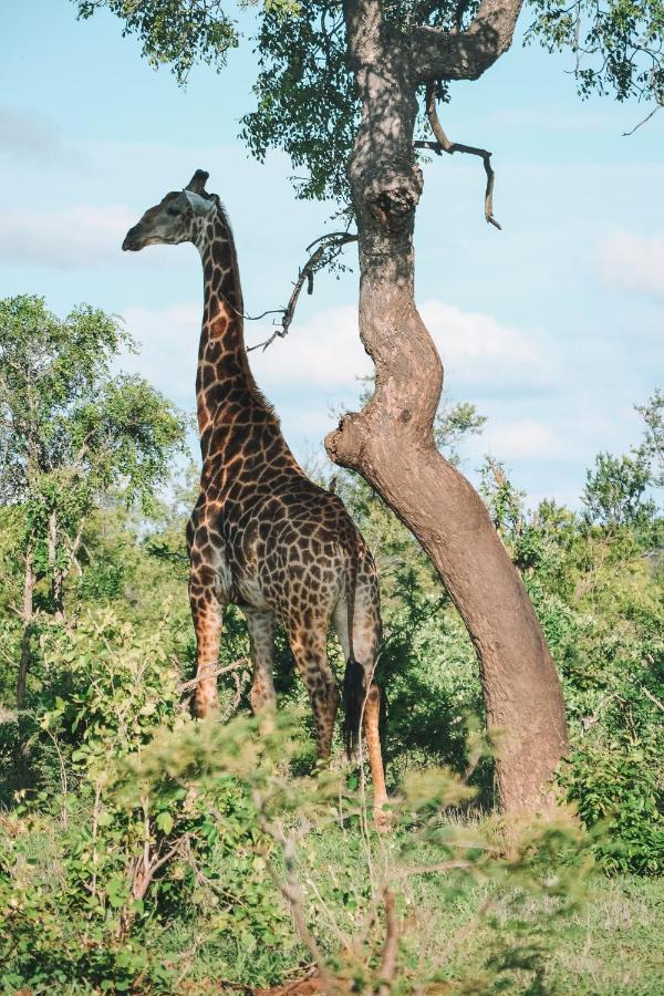 Honeyguide Tented Safari Camp - Khoka Moya Wildreservat Manyeleti Exterior foto