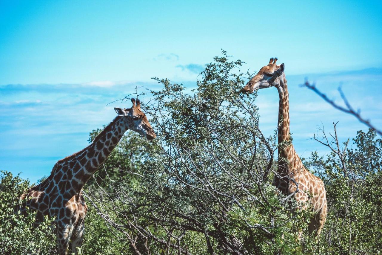 Honeyguide Tented Safari Camp - Khoka Moya Wildreservat Manyeleti Exterior foto